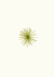 decorative-element-447