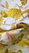 tablecloth-with-bird-pattern